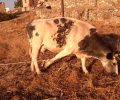 Πάρος: Αγελάδες με δεμένα τα πόδια όλη μέρα στον ήλιο στην Παροικιά (βίντεο)