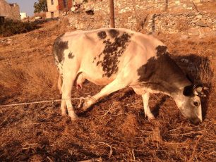Πάρος: Αγελάδες με δεμένα τα πόδια όλη μέρα στον ήλιο στην Παροικιά (βίντεο)