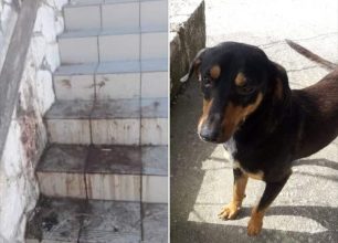 Βρήκε τον σκύλο που φρόντιζε απαγχονισμένο στην αυλή του σπιτιού της στον Άγιο Δημήτριο Λακωνίας