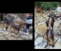 Χρειάζεται φιλοξενία ο σκελετωμένος ηλικιωμένος σκύλος που βρέθηκε στον Άγιο Στέφανο Αττικής