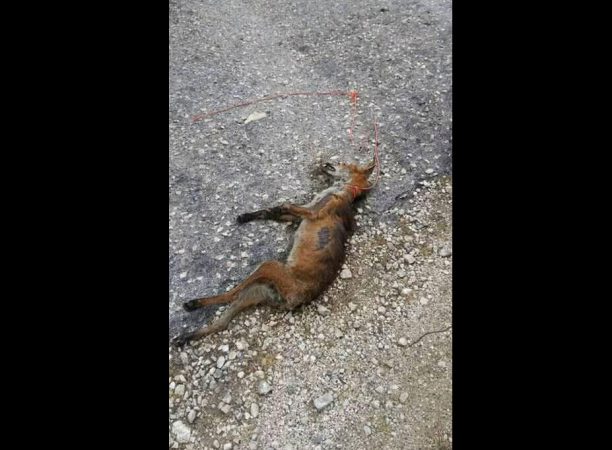 Βρήκε αλεπού νεκρή στην άσφαλτο με θηλιά στον λαιμό στην Πέρδικα Θεσπρωτίας