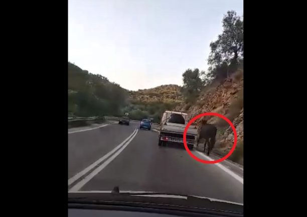 Αγιάσος Λέσβου: Κατήγγειλαν τον ιδιοκτήτη του αλόγου για την παράνομη/επικίνδυνη μεταφορά του ζώου (βίντεο)