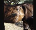 Κατασχέθηκε το άλογο που το κακοποιούσε ο αμαξάς ιδιοκτήτης του στη Ζάκυνθο