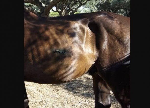 Κατασχέθηκε το άλογο που το κακοποιούσε ο αμαξάς ιδιοκτήτης του στη Ζάκυνθο