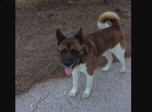 Βρέθηκε αρσενικός σκύλος Αμερικανικό Ακίτα στο Πικέρμι Αττικής