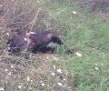 Πέντε αδέσποτα σκυλιά νεκρά από φόλες στο Αμύνταιο Φλώρινας