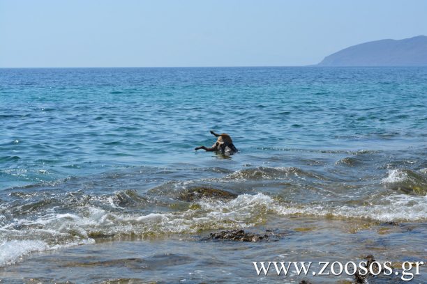 Πάρος: Βρήκε τον σκύλο πνιγμένο στη θάλασσα πεταμένο από γκρεμό με πέτρα στον λαιμό (βίντεο)
