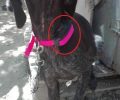 Χίος: Καταδικάστηκαν ιδιοκτήτες σκυλιών για χρήση «αντιγάβ» κολάρων που προκαλούν πόνο στα ζώα