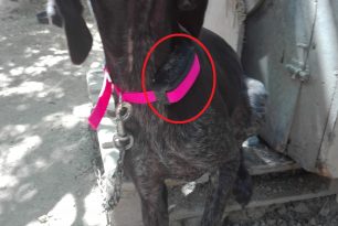Χίος: Καταδικάστηκαν ιδιοκτήτες σκυλιών για χρήση «αντιγάβ» κολάρων που προκαλούν πόνο στα ζώα