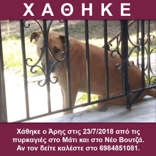 Χάθηκε αρσενικός σκύλος στην Αγία Μαρίνα Νέας Μάκρης Αττικής