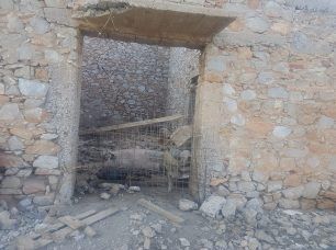 Γουρούνια έγκλειστα σε ερειπωμένο κτίριο υπό άθλιες συνθήκες στο Μέσα Βαθύ Αστυπάλαιας (βίντεο)