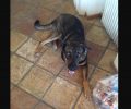 Χάθηκε αρσενικός σκύλος στον Νέο Βουτζά Αττικής
