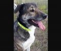 Βρέθηκε - Χάθηκε μεγαλόσωμος στειρωμένος αρσενικός σκύλος στον Γέρακα Αττικής