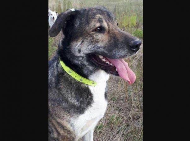 Βρέθηκε - Χάθηκε μεγαλόσωμος στειρωμένος αρσενικός σκύλος στον Γέρακα Αττικής