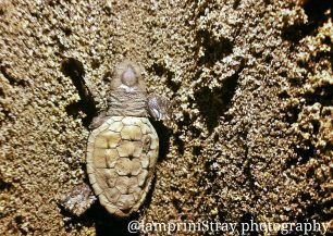 Έσωσαν θαλάσσια χελωνάκια Caretta caretta που αποπροσανατολίστηκαν & απομακρύνονταν από τη θάλασσα στο Γύθειο Λακωνίας