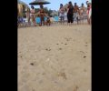 Θαλάσσια χελωνάκια εκκολάφτηκαν στην παραλία της Χρυσής Ακτής της Πάρου (βίντεο)