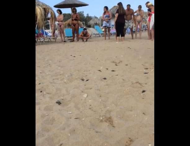 Θαλάσσια χελωνάκια εκκολάφτηκαν στην παραλία της Χρυσής Ακτής της Πάρου (βίντεο)