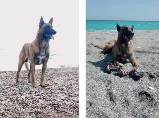 Χάθηκε αρσενικός σκύλος Βελγικό Μαλινουά στην παραλία Κάντιας στην Αργολίδα