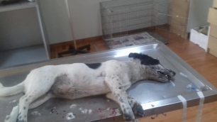 Περισσότερα από 40 σκυλιά νεκρά από φόλες μέσα σε 20 μέρες στην Αγιά Λάρισας