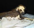 Βρέθηκε ζωντανός και νοσηλεύεται σκύλος που ζούσε εξαθλιωμένος στον Πισσώνα Εύβοιας (βίντεο)