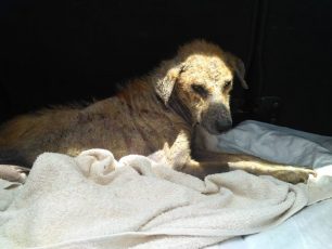 Βρέθηκε ζωντανός και νοσηλεύεται σκύλος που ζούσε εξαθλιωμένος στον Πισσώνα Εύβοιας (βίντεο)