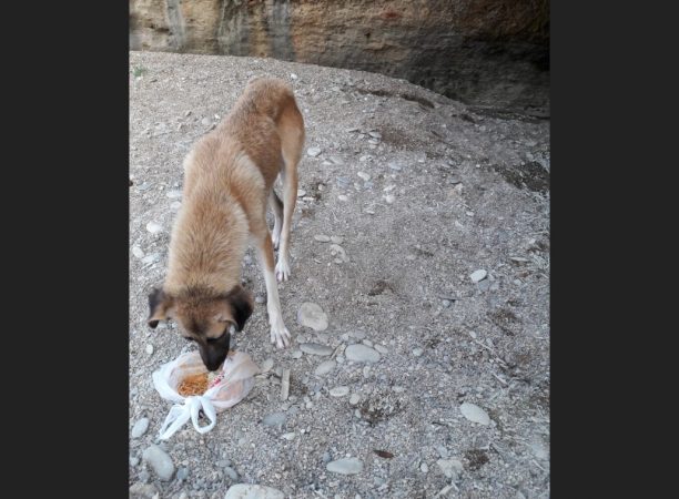 Έκκληση για τη σωτηρία σκελετωμένου σκύλου που ζει στην παραλία Στόμιο στα Φιλιατρά Μεσσηνίας