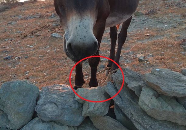 Έκκληση για τον γάιδαρο που τουρίστας εντόπισε με δεμένα τα πόδια όλη μέρα στον ήλιο στη Φολέγανδρο