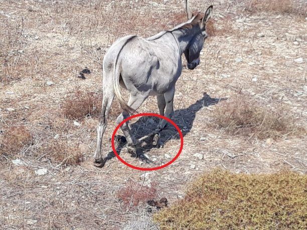 Ακόμα ένας γάιδαρος με δεμένα τα πόδια στη Φολέγανδρο (βίντεο)