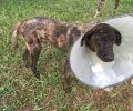 Παραμένει κρίσιμη η κατάσταση του σκύλου που βρέθηκε καμένος στο Μάτι Αττικής