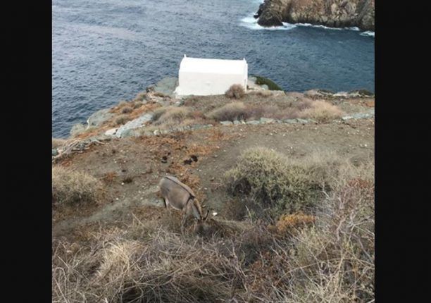 «Ειδυλλιακές» εικόνες με ζώα που κακοποιούνται καταγράφουν τουρίστες και στη Σίφνο