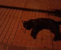 Αθήνα: Πολλές γάτες νεκρές από φόλες στο Παγκράτι