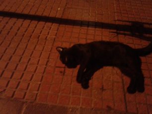 Αθήνα: Πολλές γάτες νεκρές από φόλες στο Παγκράτι
