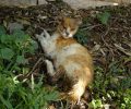Βρέθηκε αρσενική γάτα με σοβαρά εγκαύματα στο Νταού Πεντέλης