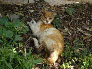 Βρέθηκε αρσενική γάτα με σοβαρά εγκαύματα στο Νταού Πεντέλης