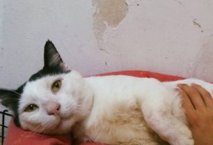 Μάτι Αττικής: Γάτα που βρέθηκε ζωντανή εκεί που τόσοι συνάνθρωποι μας πέθαναν στις φλόγες χρειάζεται σπιτικό!