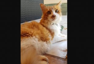 Χάθηκε θηλυκή γάτα στο Μάτι Αττικής