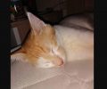 Βρέθηκε - Χάθηκε γάτα πέφτοντας από μπαλκόνι στην Κυψέλη της Αθήνας