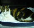 Σε κτηνιατρείο στην Κηφισιά νοσηλεύεται η γάτα που βρέθηκε με εγκαύματα στην Ανατολική Αττική