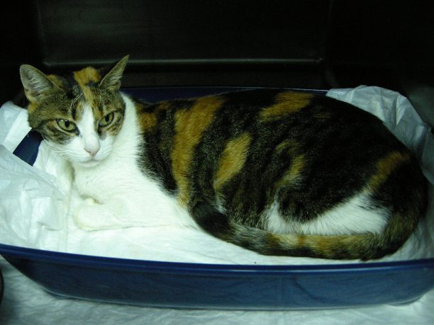 Σε κτηνιατρείο στην Κηφισιά νοσηλεύεται η γάτα που βρέθηκε με εγκαύματα στην Ανατολική Αττική