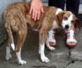 Χάθηκε θηλυκός σκύλος στη Γουμένισσα Κιλκίς