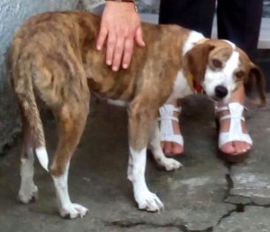 Χάθηκε θηλυκός σκύλος στη Γουμένισσα Κιλκίς