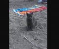 Γάτα γκρι βρέθηκε στην ταβέρνα «Δελφίνι» στην παραλία του Σχινιά Αττικής