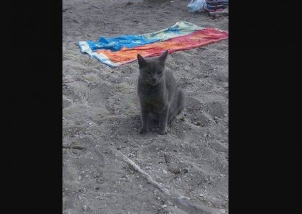 Γάτα γκρι βρέθηκε στην ταβέρνα «Δελφίνι» στην παραλία του Σχινιά Αττικής