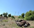 Νεκρός Μαυρόγυπας από ηλεκτροπληξία στη Χαράδρα Ροδόπης