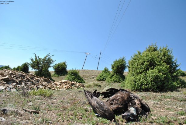 Νεκρός Μαυρόγυπας από ηλεκτροπληξία στη Χαράδρα Ροδόπης