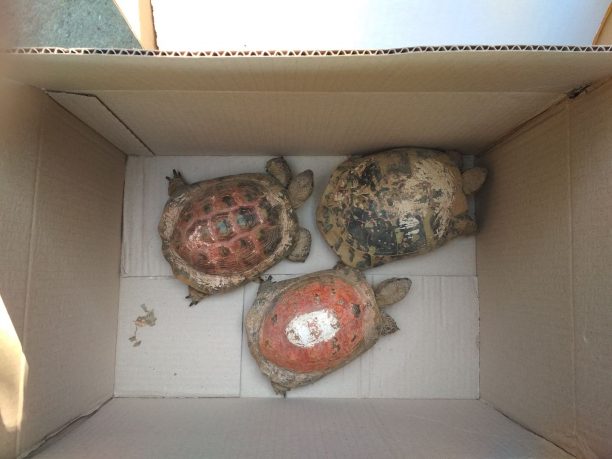 Κατασχέθηκαν 17 χελώνες που ταβερνιάρης κρατούσε αιχμάλωτες σε παρτέρι στην Αμαλιάπολη Μαγνησίας