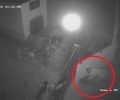 Κάμερα ασφαλείας κατέγραψε άνδρα που εγκατέλειψε 6 κουτάβια σε καφάσι έξω από σπίτι φιλόζωου στην Αγία Τριάδα Αργολίδας (βίντεο)