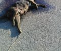 Βρήκαν σκύλο νεκρό, πυροβολημένο, δεμένο από το πόδι λιωμένο στην άσφαλτο στην Καλαμάτα Μεσσηνίας