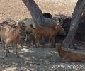 Γεμάτη η Πάρος με ζώα που υποφέρουν με δεμένα τα πόδια διά βίου (βίντεο)