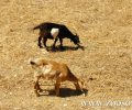 Και ο Δήμος Άνδρου υπέρ του βασανισμού και της κακοποίησης των ζώων με παστούρα (βίντεο)